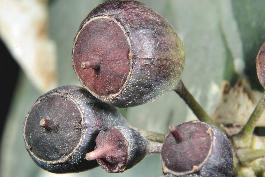 Hedera helix / Edera